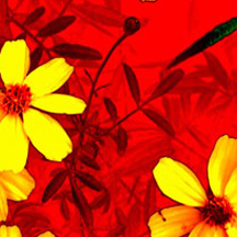 网站ddos隐藏源ip